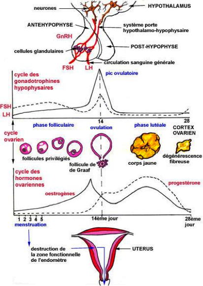 Cycle menstruel Cycle menstruel