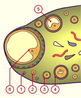 follicule